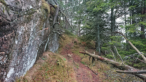 The trail across Ospehaugen