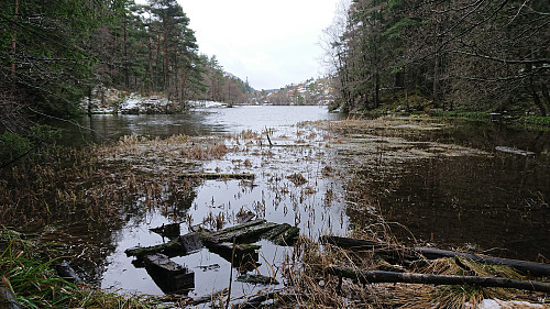 Griggastemma from the north