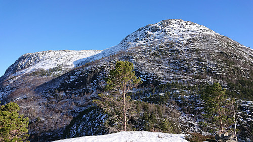 Lauvtonipa from Hestfjellet