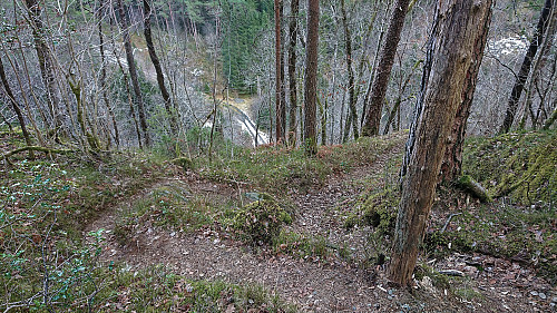 The steep shortcut down to Grønevika 