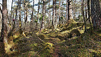 On the way to Bjørnehaugen