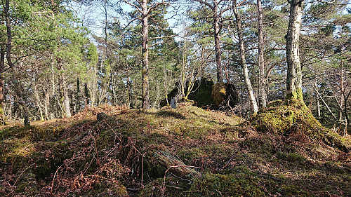The summit of Bjørnehaugen