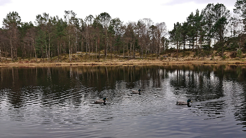 Four ducks in Garpetjern just in front of Munkegrind