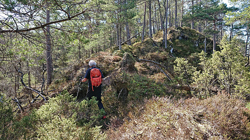 Partly following deer tracks on our way to the summit
