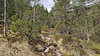 Trail from the tractor road