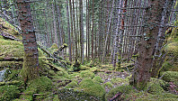 Klatregryvlet