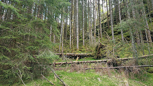 Looking up Klatregryvlet from the west
