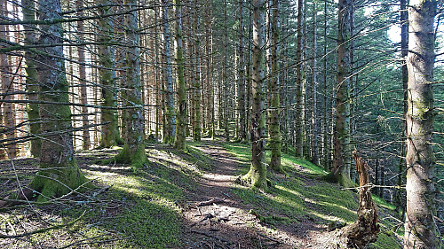 Trail across the Økterberg ridge