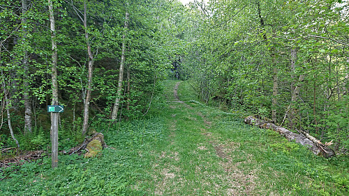 Tractor road north of the summit of Melstveitåsen