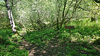 Trail to Håsteinen