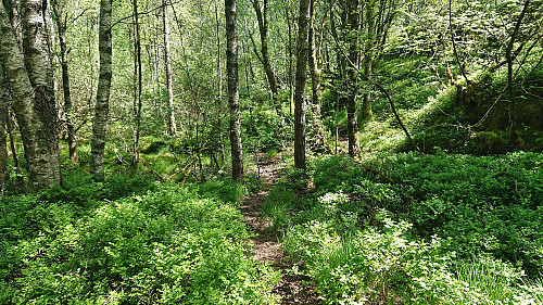 Trail towards Slettåsen
