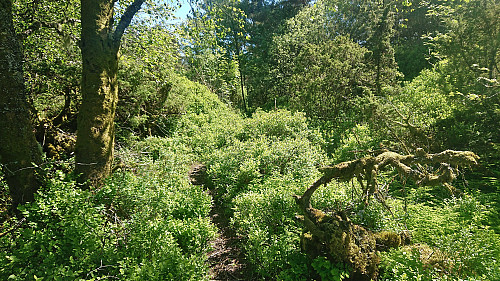 Trail towards Slettåsen