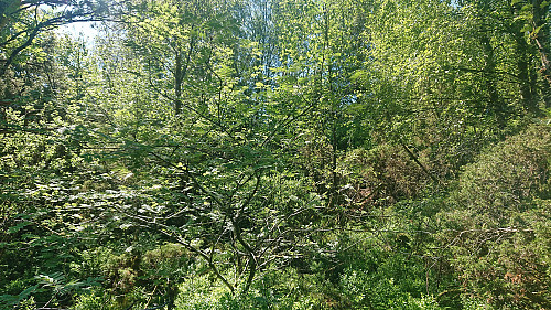 From the trail towards the summit of Slettåsen...