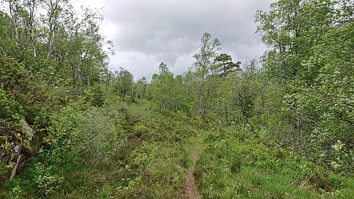Trail/old tractor road east of Svartliåsen