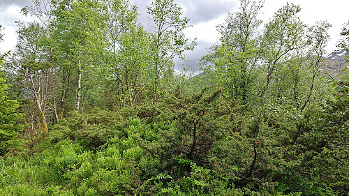 The highest point at Svartliåsen