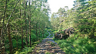 Road to Selvågen