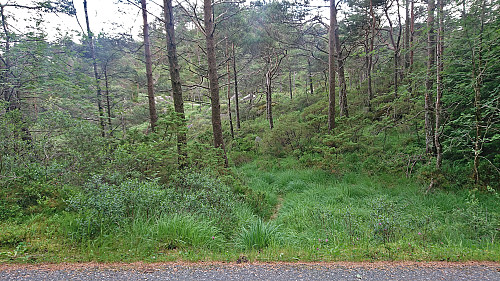 The start of my off-trail ascent to Hendershaugen