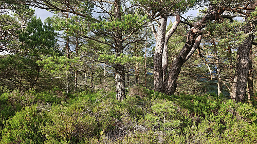 The summit of Hendershaugen