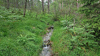 Trail or stream..?
