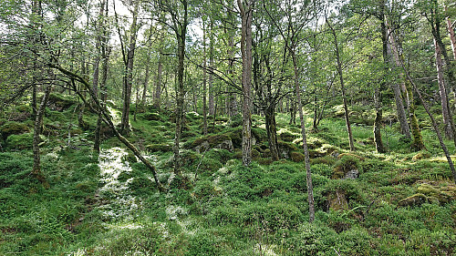 Off-trail towards Tverrfjellet