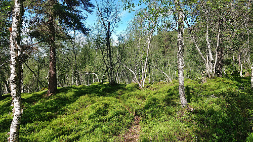 Trail/track in Skogesetdalen