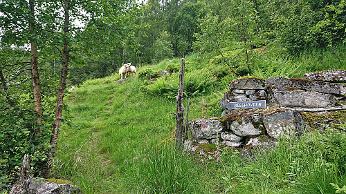Looking back at the trailhead next to Heimastølen (now with the hiking sign visible!)
