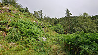 Tractor road ends, trail begins