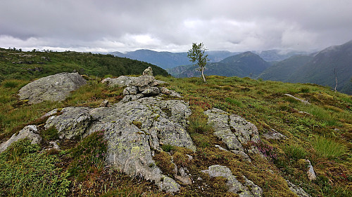 Kalnesnuten