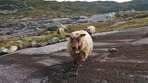 The three sheep following me for the last part of the hike