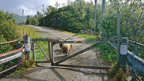 The sheep finally gave up at the gate next to bridge