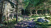 Trail entering the dense forest