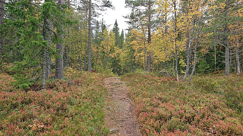 Trail towards Abboråsen