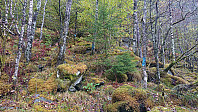 Marked trail to Eikemostølen