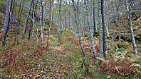 Marked trail to Eikemostølen