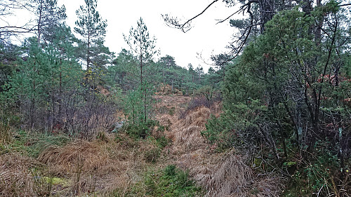 Start of deer tracks towards Såta