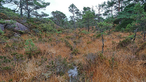 Following wet deer tracks on my way to Såta