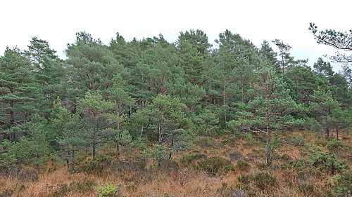 Approaching Såta