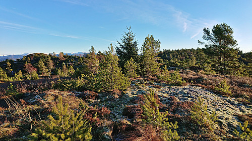The summit area of Hæddena (south of the trail)