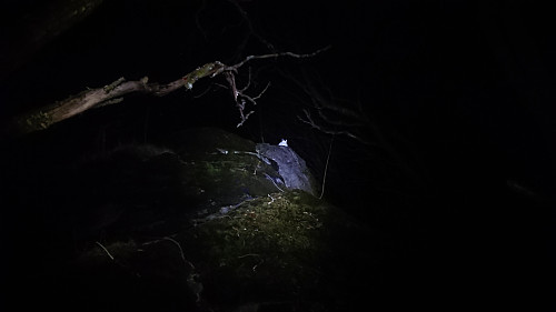 Cat guarding the summit of Hellefjellet ;)