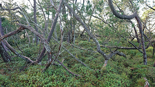 The uninteresting summit area of the hill west of Ramsfjellet