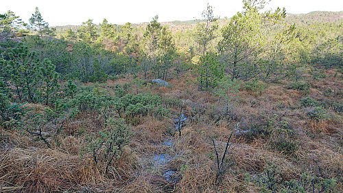 The "trail" northeast and north of Ramsfjellet...
