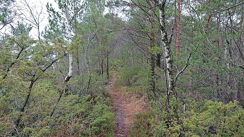 Unmarked trail to Gjesthaugen