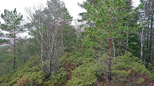 Approaching the trig marker at Gjesthaugen