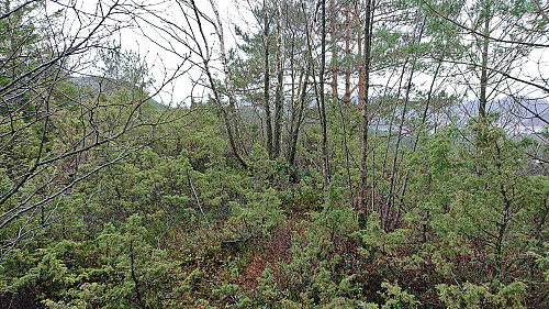 The highest point at Gjesthaugen
