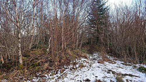 Most likely where the highest point at Lilandshaugen is located