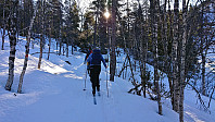The many trees in Stokkseldalen