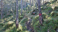 Marked trail to Lierfjellet