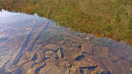 One of the many frogs in Kossdalsvatnet