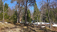 Off-trail from Fossdalsvegen