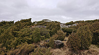 Navigating bushes at Litleås